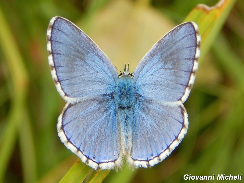 Parco del ticino : incontri del 23/8/14